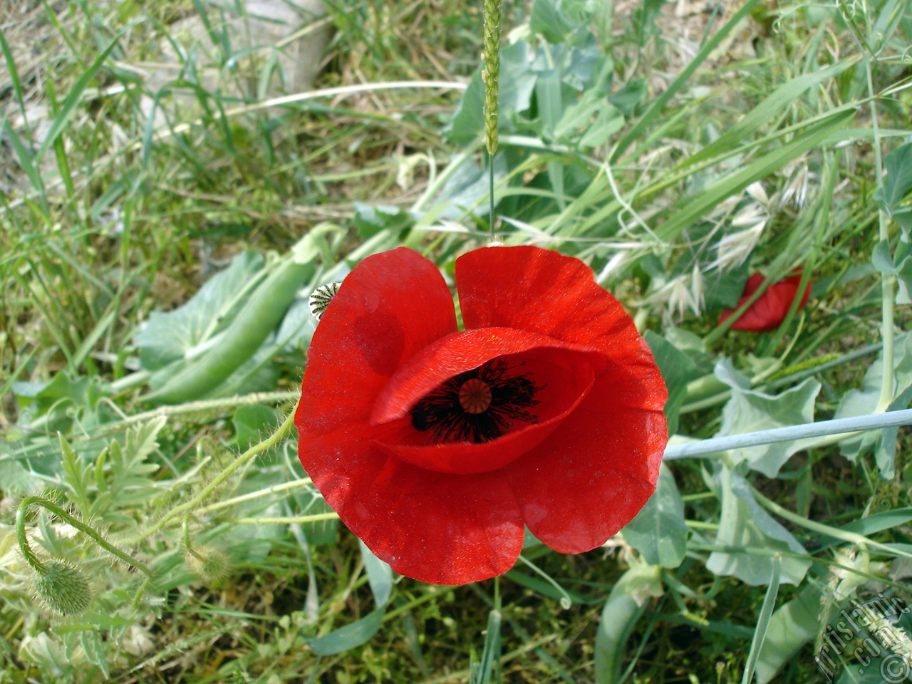 Red poppy flower.
