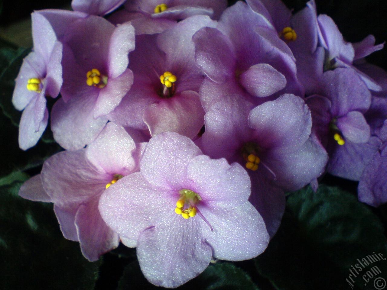 Pink color African violet.
