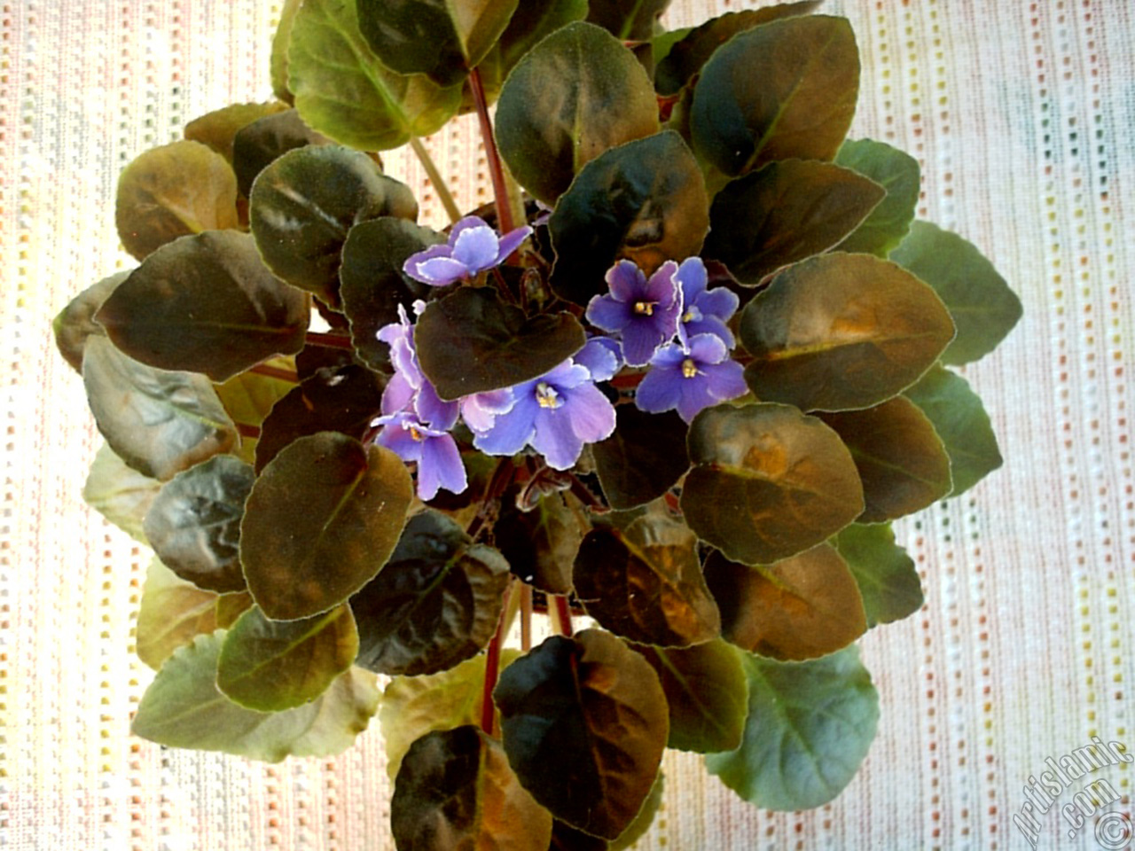 Purple color African violet.
