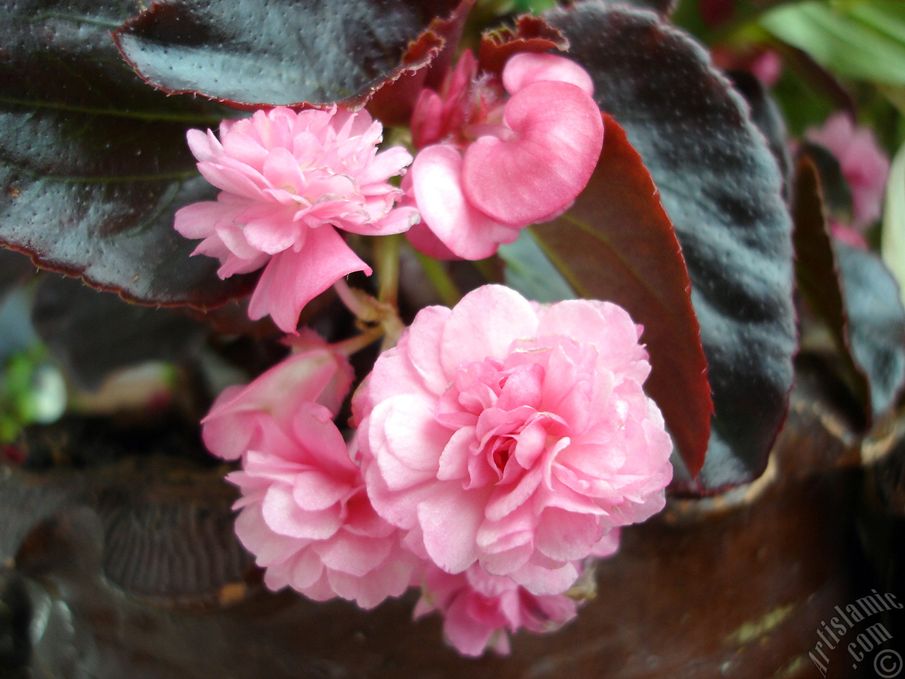 Wax Begonia -Bedding Begonia- with pink flowers and brown leaves.
