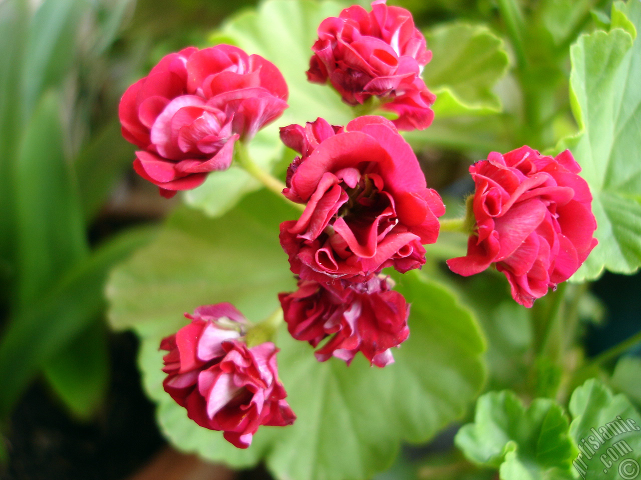 Red color Pelargonia -Geranium- flower.
