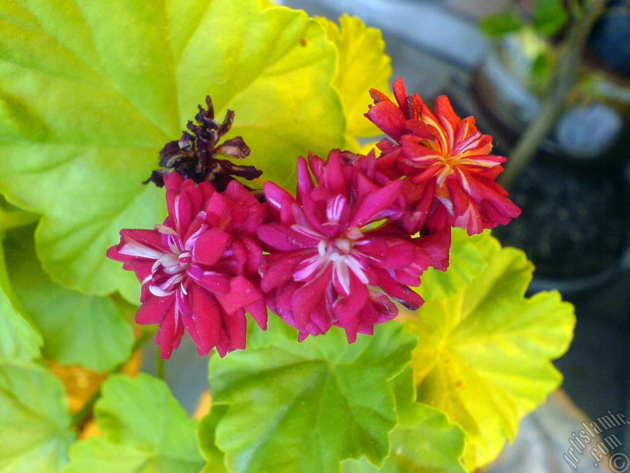 Red color Pelargonia -Geranium- flower.
