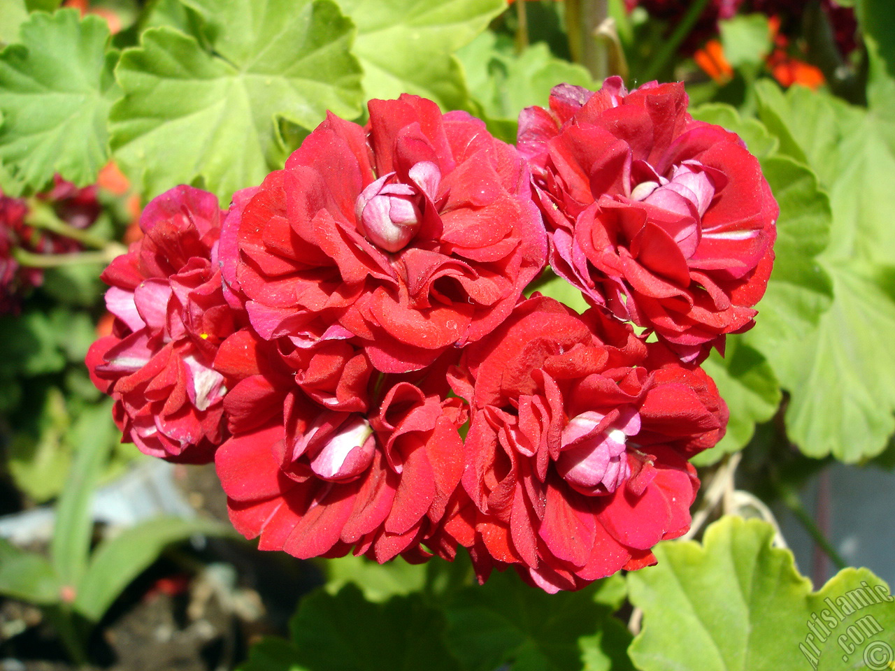 Red color Pelargonia -Geranium- flower.
