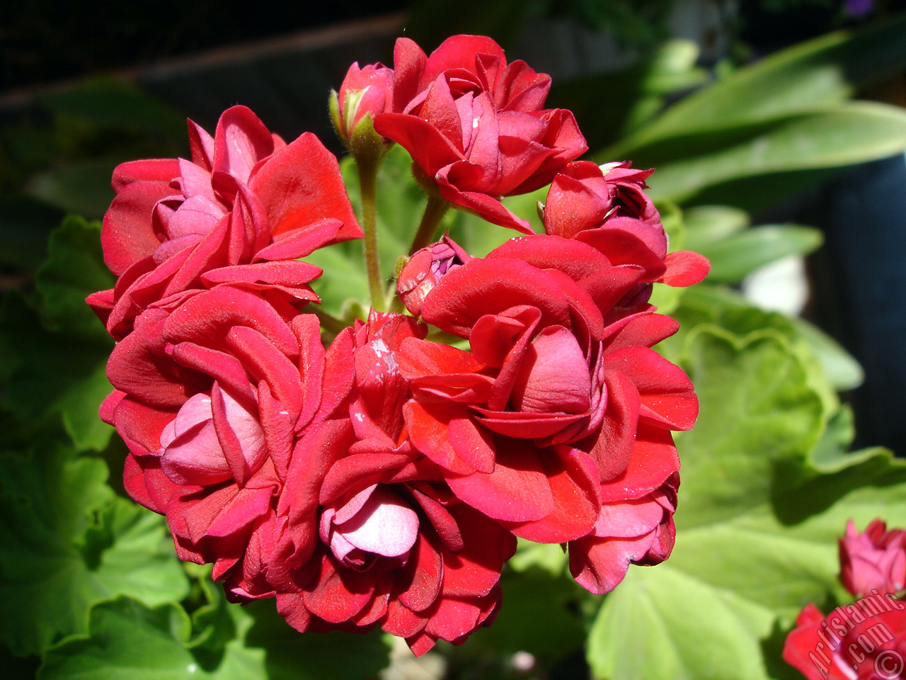 Red color Pelargonia -Geranium- flower.
