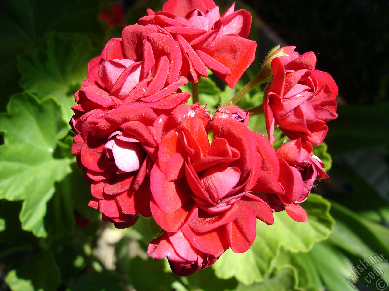 Red color Pelargonia -Geranium- flower.
