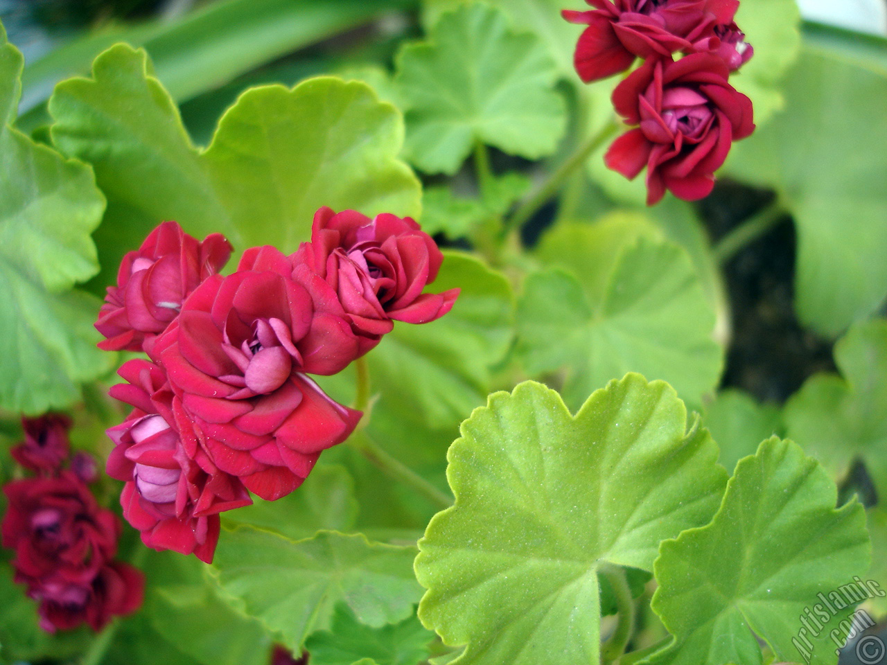 Red color Pelargonia -Geranium- flower.
