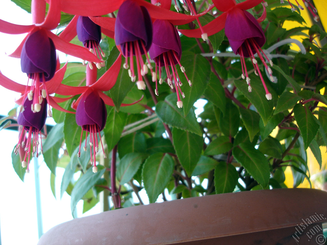 Red and purple color Fuchsia Hybrid flower.
