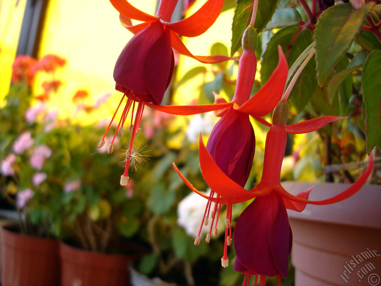 Red and purple color Fuchsia Hybrid flower.
