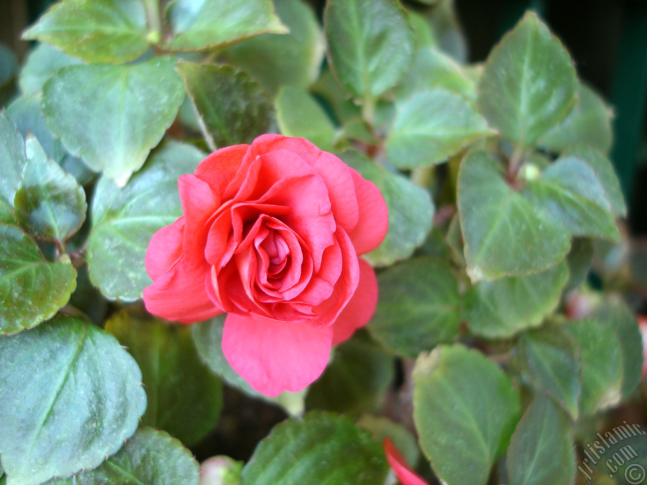 Red color Begonia Elatior flower.
