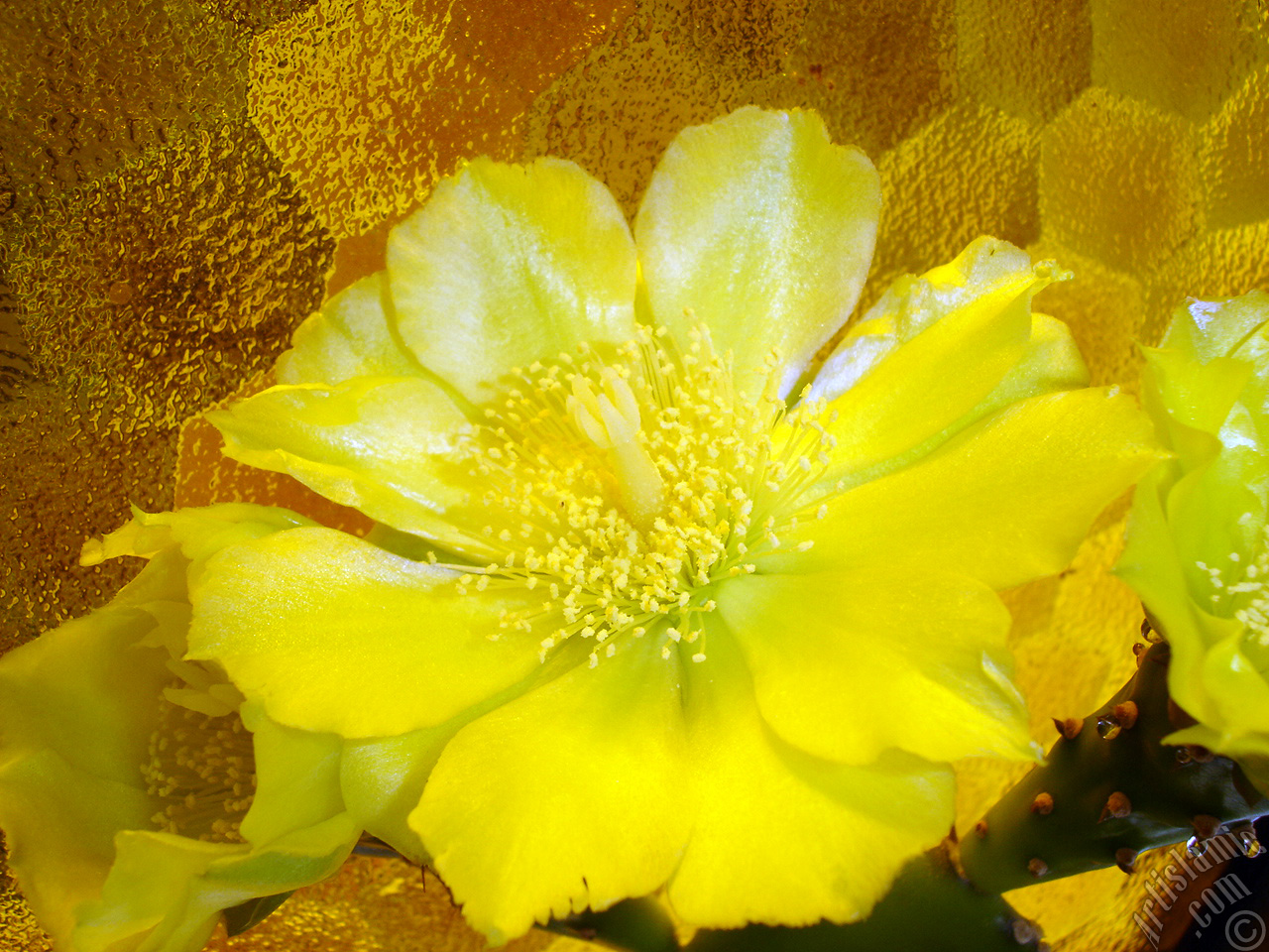 Prickly Pear with yellow flower.
