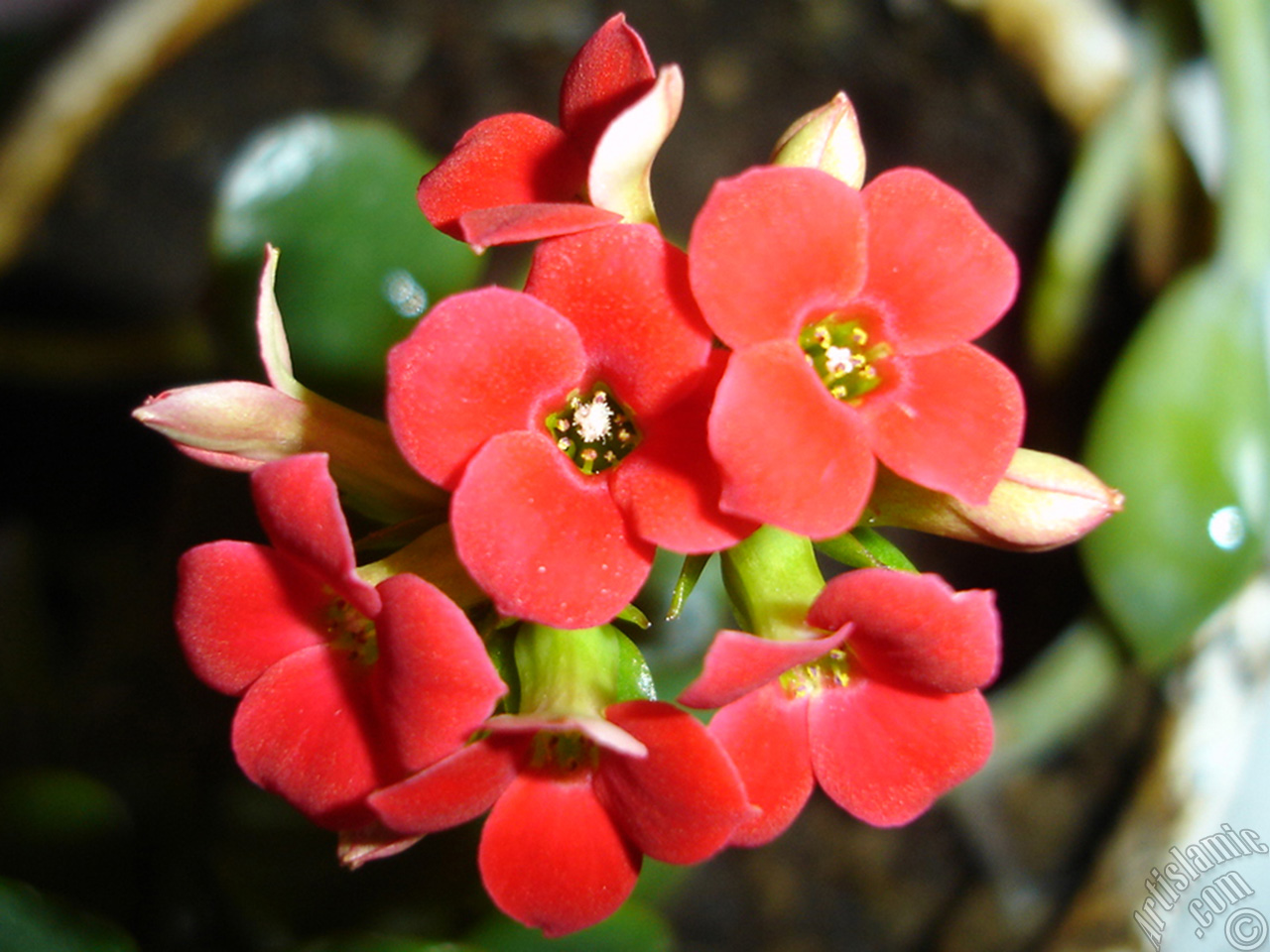 Kalanchoe plant`s flower.
