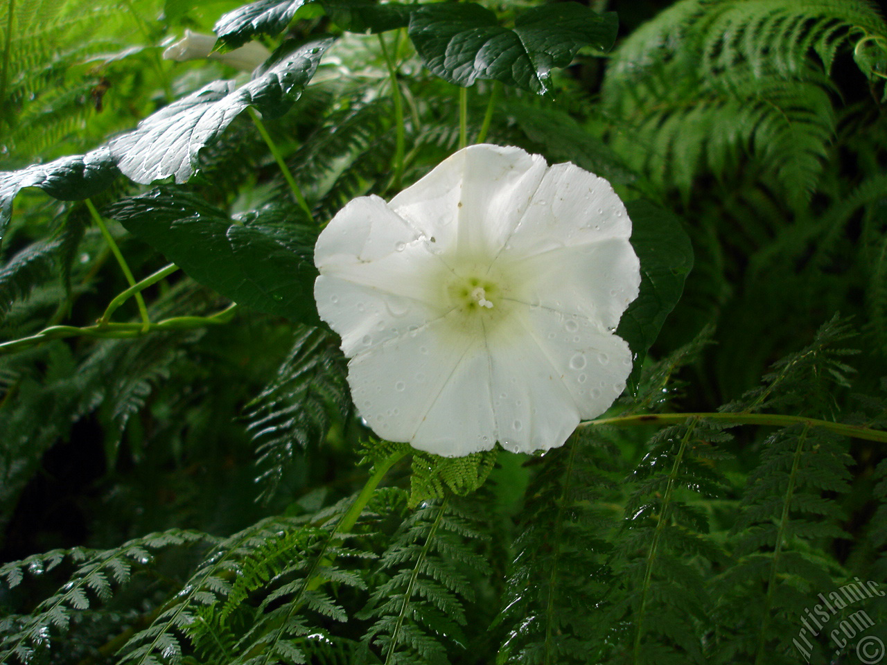 White Morning Glory flower.
