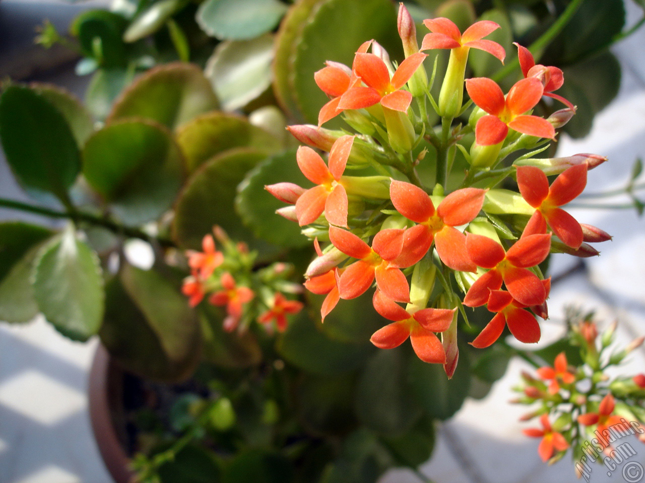 Kalanchoe plant`s flower.
