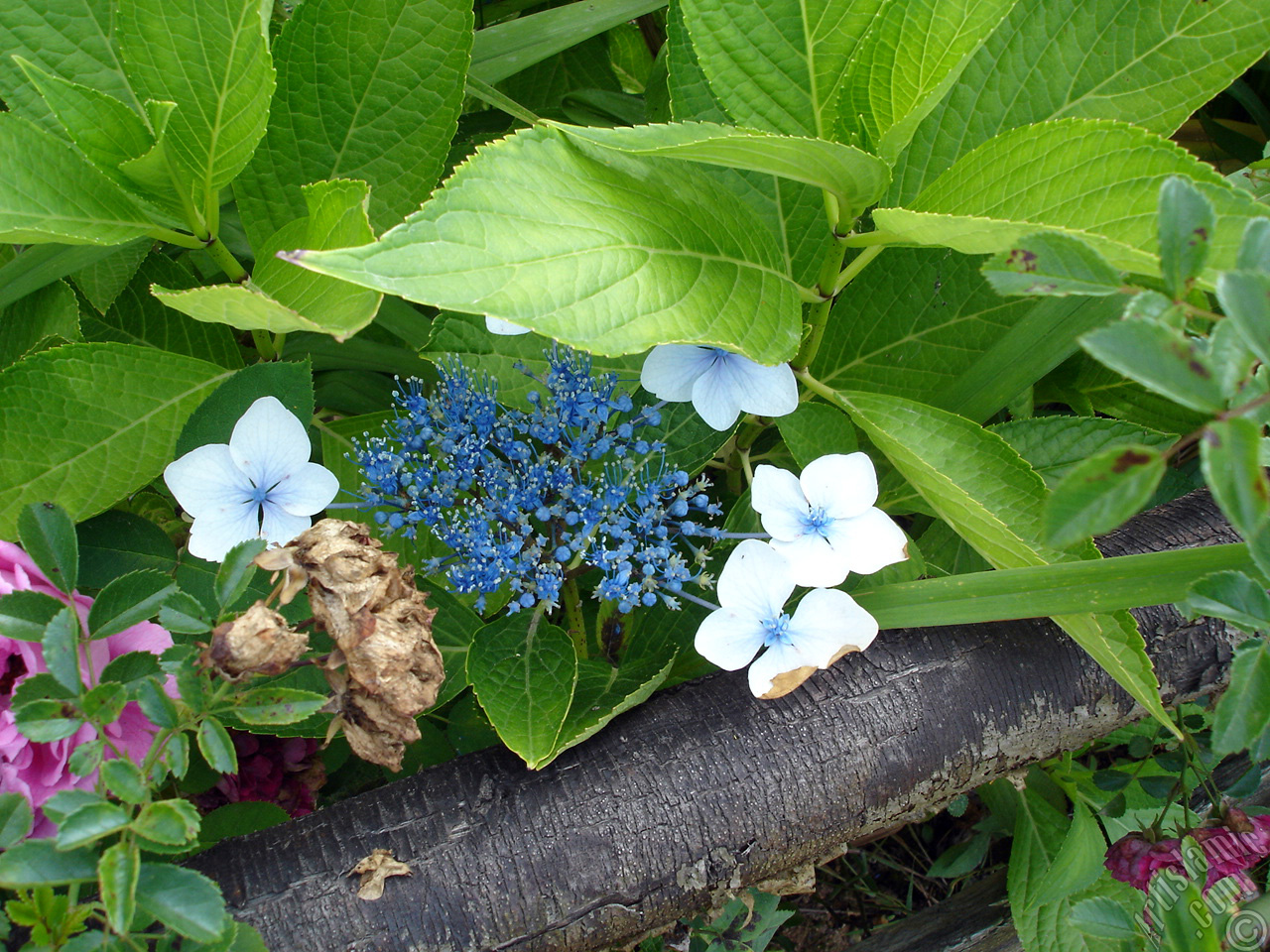 Light blue color Hydrangea -Hortensia- flower.
