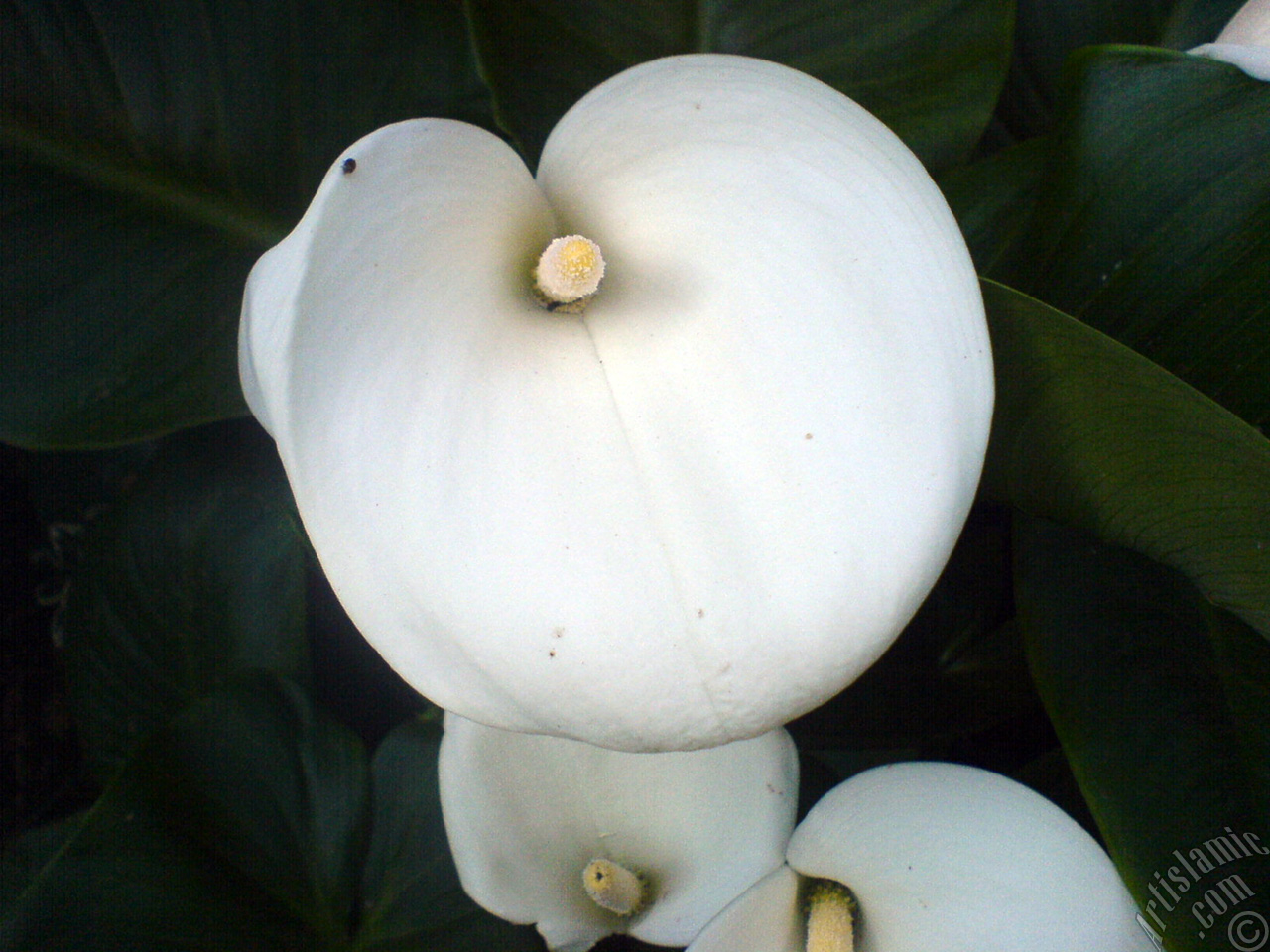 White color Arum Lily -Calla Lily- flower.
