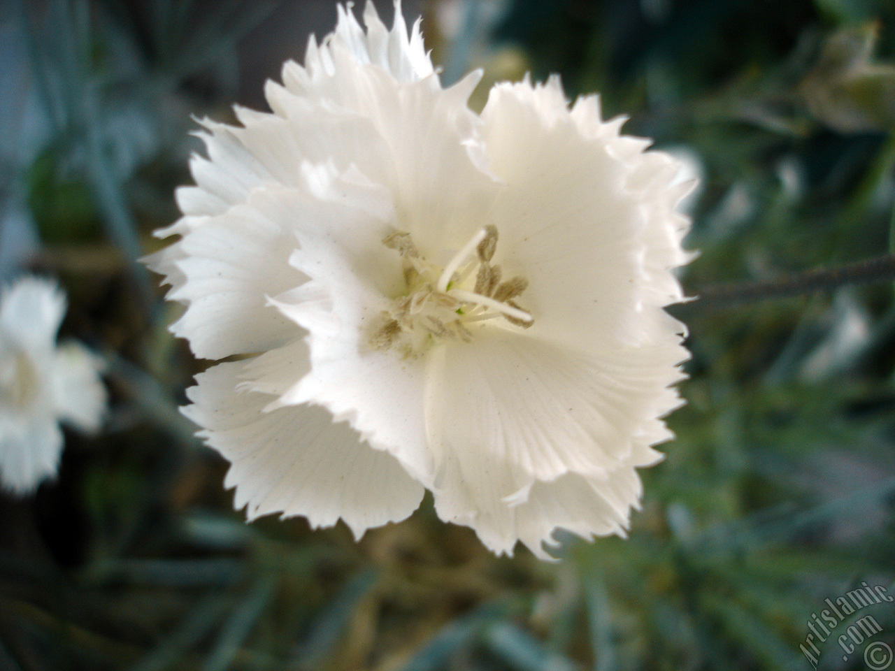 White color Carnation -Clove Pink- flower.
