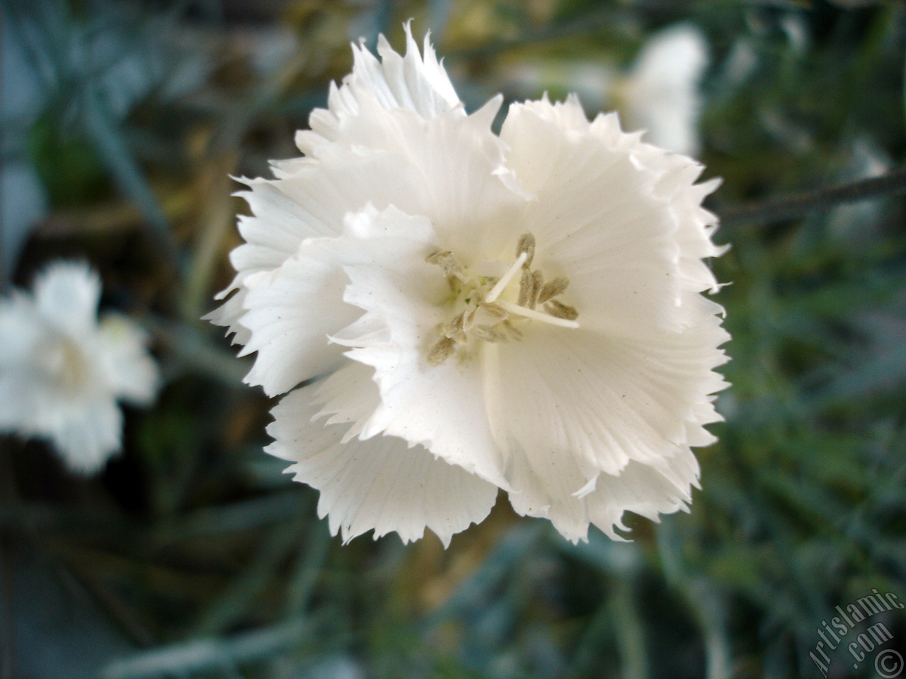 White color Carnation -Clove Pink- flower.
