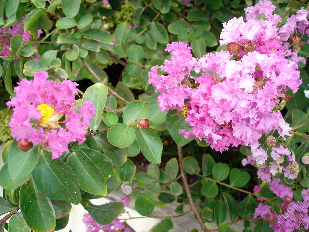 Crape Myrtle -Crepe Myrtle- flower.
