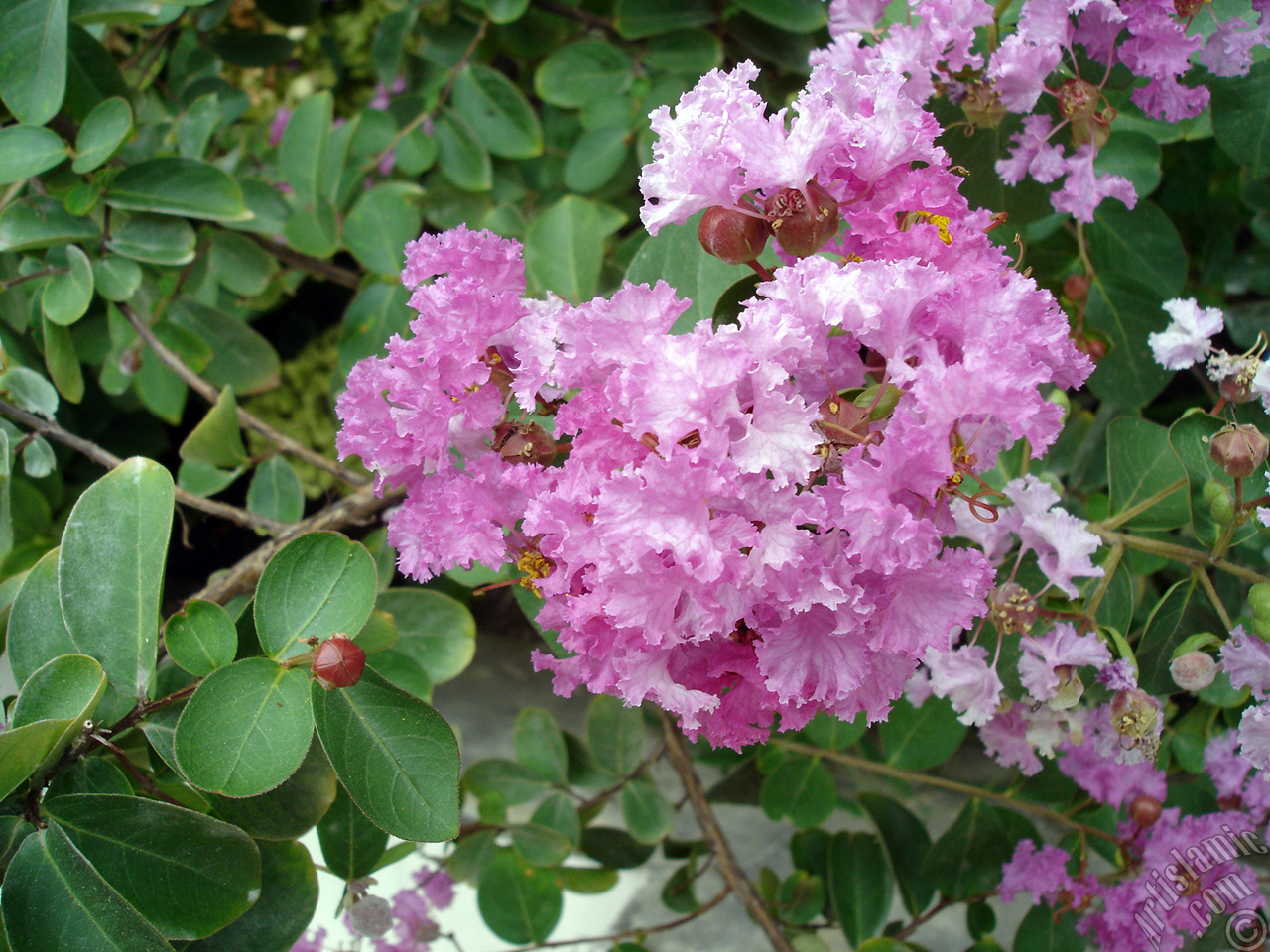 Crape Myrtle -Crepe Myrtle- flower.
