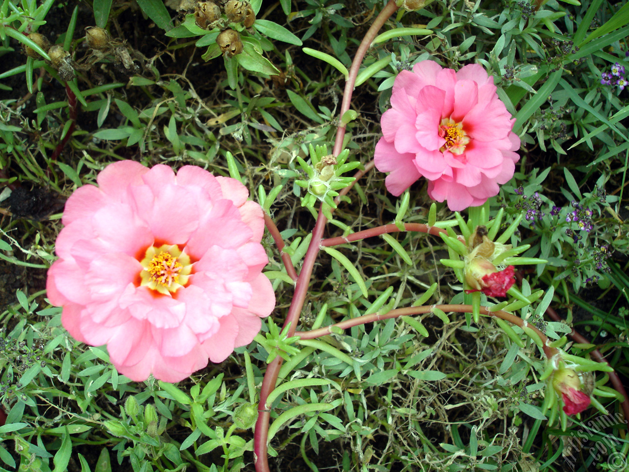 Pink Moss rose -Perslane, Purslane- flower.
