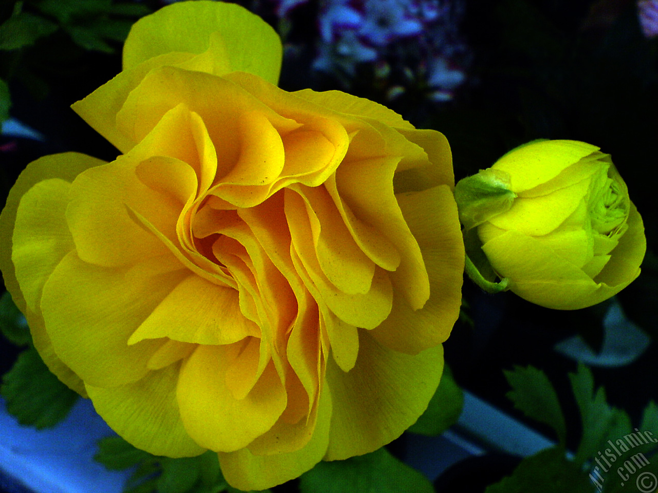 A yellow flower in the pot.
