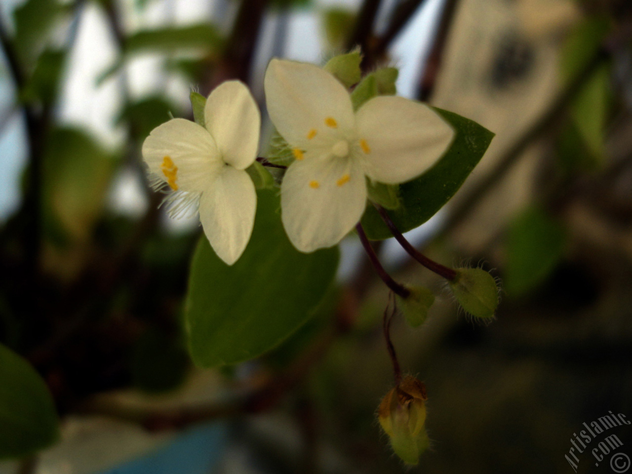 Virginia Spiderwort -Lady`s Tears- plant with tiny white flowers.
