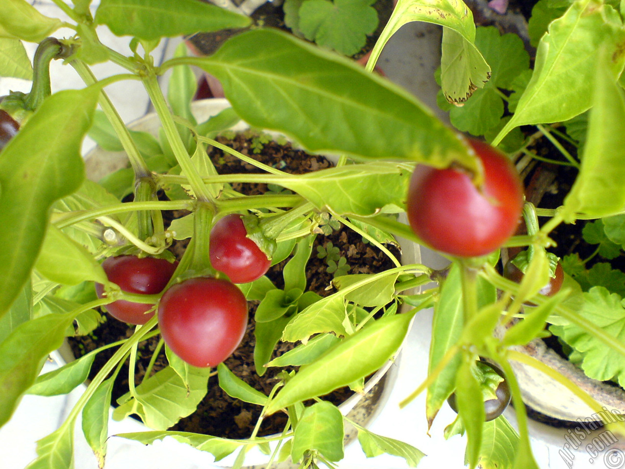 Sweet Pepper plant growed in the pot.
