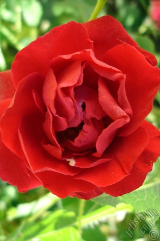 A mobile wallpaper and MMS picture for Apple iPhone 7s, 6s, 5s, 4s, Plus, iPods, iPads, New iPads, Samsung Galaxy S Series and Notes, Sony Ericsson Xperia, LG Mobile Phones, Tablets and Devices: Red rose photo.
