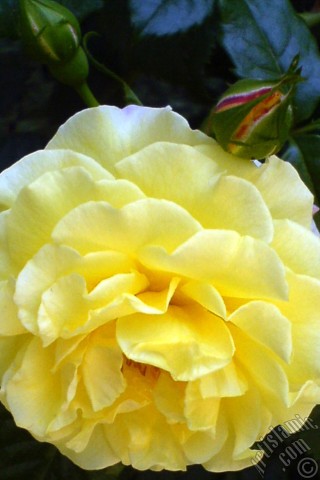 A mobile wallpaper and MMS picture for Apple iPhone 7s, 6s, 5s, 4s, Plus, iPods, iPads, New iPads, Samsung Galaxy S Series and Notes, Sony Ericsson Xperia, LG Mobile Phones, Tablets and Devices: Yellow rose photo.
