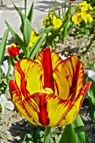 A mobile wallpaper and MMS picture for Apple iPhone 7s, 6s, 5s, 4s, Plus, iPods, iPads, New iPads, Samsung Galaxy S Series and Notes, Sony Ericsson Xperia, LG Mobile Phones, Tablets and Devices: Red-yellow color Turkish-Ottoman Tulip photo.
