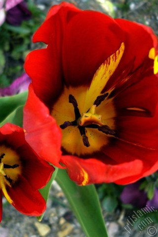 A mobile wallpaper and MMS picture for Apple iPhone 7s, 6s, 5s, 4s, Plus, iPods, iPads, New iPads, Samsung Galaxy S Series and Notes, Sony Ericsson Xperia, LG Mobile Phones, Tablets and Devices: Red-yellow color Turkish-Ottoman Tulip photo.
