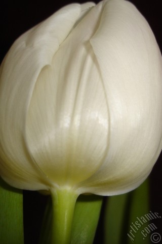 A mobile wallpaper and MMS picture for Apple iPhone 7s, 6s, 5s, 4s, Plus, iPods, iPads, New iPads, Samsung Galaxy S Series and Notes, Sony Ericsson Xperia, LG Mobile Phones, Tablets and Devices: White color Turkish-Ottoman Tulip photo.
