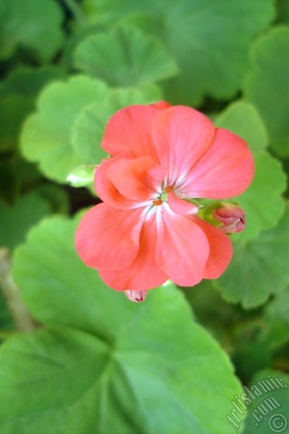 A mobile wallpaper and MMS picture for Apple iPhone 7s, 6s, 5s, 4s, Plus, iPods, iPads, New iPads, Samsung Galaxy S Series and Notes, Sony Ericsson Xperia, LG Mobile Phones, Tablets and Devices: Red Colored Pelargonia -Geranium- flower.
