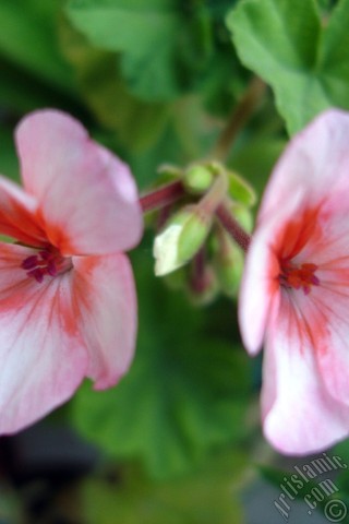 A mobile wallpaper and MMS picture for Apple iPhone 7s, 6s, 5s, 4s, Plus, iPods, iPads, New iPads, Samsung Galaxy S Series and Notes, Sony Ericsson Xperia, LG Mobile Phones, Tablets and Devices: Pink and red color Pelargonia -Geranium- flower.
