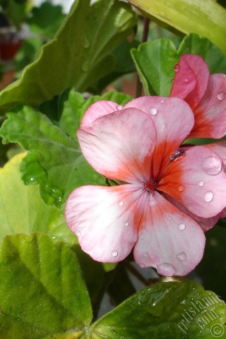 A mobile wallpaper and MMS picture for Apple iPhone 7s, 6s, 5s, 4s, Plus, iPods, iPads, New iPads, Samsung Galaxy S Series and Notes, Sony Ericsson Xperia, LG Mobile Phones, Tablets and Devices: Pink and red color Pelargonia -Geranium- flower.
