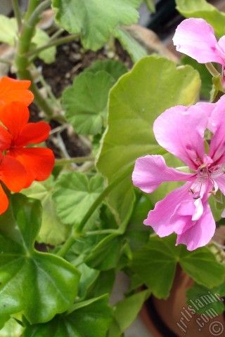 A mobile wallpaper and MMS picture for Apple iPhone 7s, 6s, 5s, 4s, Plus, iPods, iPads, New iPads, Samsung Galaxy S Series and Notes, Sony Ericsson Xperia, LG Mobile Phones, Tablets and Devices: Pink and red color Pelargonia -Geranium- flower.
