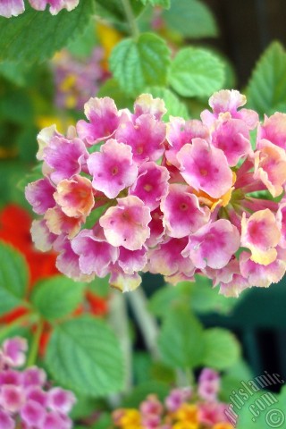 A mobile wallpaper and MMS picture for Apple iPhone 7s, 6s, 5s, 4s, Plus, iPods, iPads, New iPads, Samsung Galaxy S Series and Notes, Sony Ericsson Xperia, LG Mobile Phones, Tablets and Devices: Lantana camara -bush lantana- flower.
