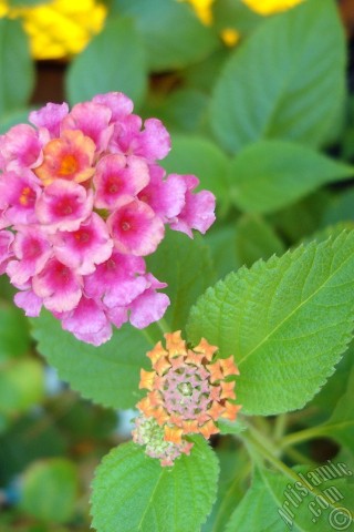 A mobile wallpaper and MMS picture for Apple iPhone 7s, 6s, 5s, 4s, Plus, iPods, iPads, New iPads, Samsung Galaxy S Series and Notes, Sony Ericsson Xperia, LG Mobile Phones, Tablets and Devices: Lantana camara -bush lantana- flower.
