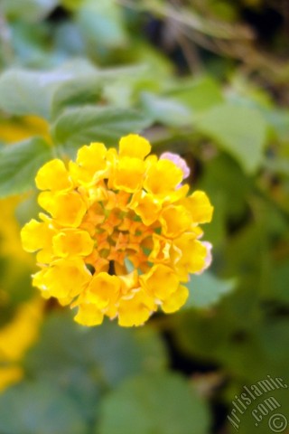 A mobile wallpaper and MMS picture for Apple iPhone 7s, 6s, 5s, 4s, Plus, iPods, iPads, New iPads, Samsung Galaxy S Series and Notes, Sony Ericsson Xperia, LG Mobile Phones, Tablets and Devices: Lantana camara -bush lantana- flower.
