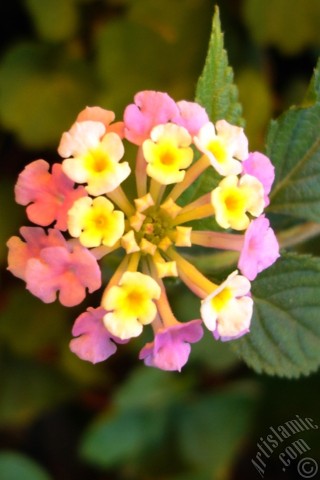 A mobile wallpaper and MMS picture for Apple iPhone 7s, 6s, 5s, 4s, Plus, iPods, iPads, New iPads, Samsung Galaxy S Series and Notes, Sony Ericsson Xperia, LG Mobile Phones, Tablets and Devices: Lantana camara -bush lantana- flower.
