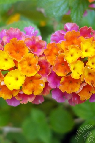 A mobile wallpaper and MMS picture for Apple iPhone 7s, 6s, 5s, 4s, Plus, iPods, iPads, New iPads, Samsung Galaxy S Series and Notes, Sony Ericsson Xperia, LG Mobile Phones, Tablets and Devices: Lantana camara -bush lantana- flower.
