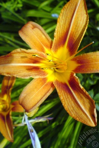 A mobile wallpaper and MMS picture for Apple iPhone 7s, 6s, 5s, 4s, Plus, iPods, iPads, New iPads, Samsung Galaxy S Series and Notes, Sony Ericsson Xperia, LG Mobile Phones, Tablets and Devices: Orange color daylily -tiger lily- flower.
