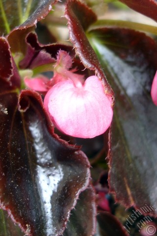 A mobile wallpaper and MMS picture for Apple iPhone 7s, 6s, 5s, 4s, Plus, iPods, iPads, New iPads, Samsung Galaxy S Series and Notes, Sony Ericsson Xperia, LG Mobile Phones, Tablets and Devices: Wax Begonia -Bedding Begonia- with pink flowers and brown leaves.
