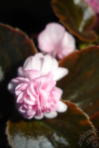 A mobile wallpaper and MMS picture for Apple iPhone 7s, 6s, 5s, 4s, Plus, iPods, iPads, New iPads, Samsung Galaxy S Series and Notes, Sony Ericsson Xperia, LG Mobile Phones, Tablets and Devices: Wax Begonia -Bedding Begonia- with pink flowers and brown leaves.
