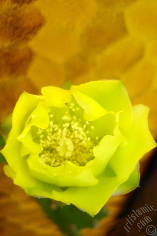 A mobile wallpaper and MMS picture for Apple iPhone 7s, 6s, 5s, 4s, Plus, iPods, iPads, New iPads, Samsung Galaxy S Series and Notes, Sony Ericsson Xperia, LG Mobile Phones, Tablets and Devices: Prickly Pear with yellow flower.
