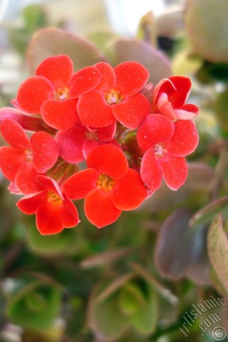 A mobile wallpaper and MMS picture for Apple iPhone 7s, 6s, 5s, 4s, Plus, iPods, iPads, New iPads, Samsung Galaxy S Series and Notes, Sony Ericsson Xperia, LG Mobile Phones, Tablets and Devices: Kalanchoe plant`s flower.
