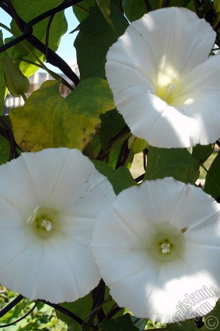 A mobile wallpaper and MMS picture for Apple iPhone 7s, 6s, 5s, 4s, Plus, iPods, iPads, New iPads, Samsung Galaxy S Series and Notes, Sony Ericsson Xperia, LG Mobile Phones, Tablets and Devices: White Morning Glory flower.
