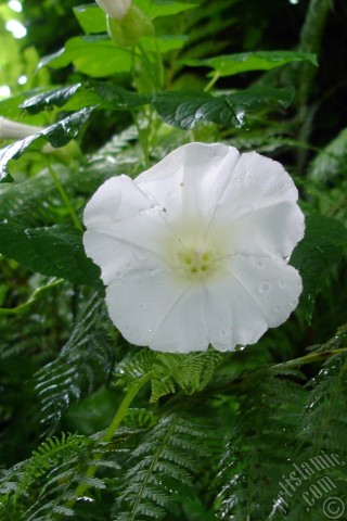 A mobile wallpaper and MMS picture for Apple iPhone 7s, 6s, 5s, 4s, Plus, iPods, iPads, New iPads, Samsung Galaxy S Series and Notes, Sony Ericsson Xperia, LG Mobile Phones, Tablets and Devices: White Morning Glory flower.
