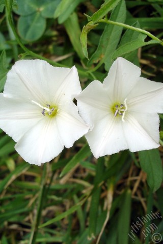 A mobile wallpaper and MMS picture for Apple iPhone 7s, 6s, 5s, 4s, Plus, iPods, iPads, New iPads, Samsung Galaxy S Series and Notes, Sony Ericsson Xperia, LG Mobile Phones, Tablets and Devices: White Morning Glory flower.
