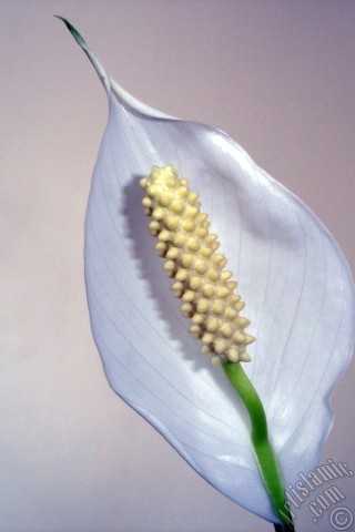 A mobile wallpaper and MMS picture for Apple iPhone 7s, 6s, 5s, 4s, Plus, iPods, iPads, New iPads, Samsung Galaxy S Series and Notes, Sony Ericsson Xperia, LG Mobile Phones, Tablets and Devices: White color Peace Lily -Spath- flower.
